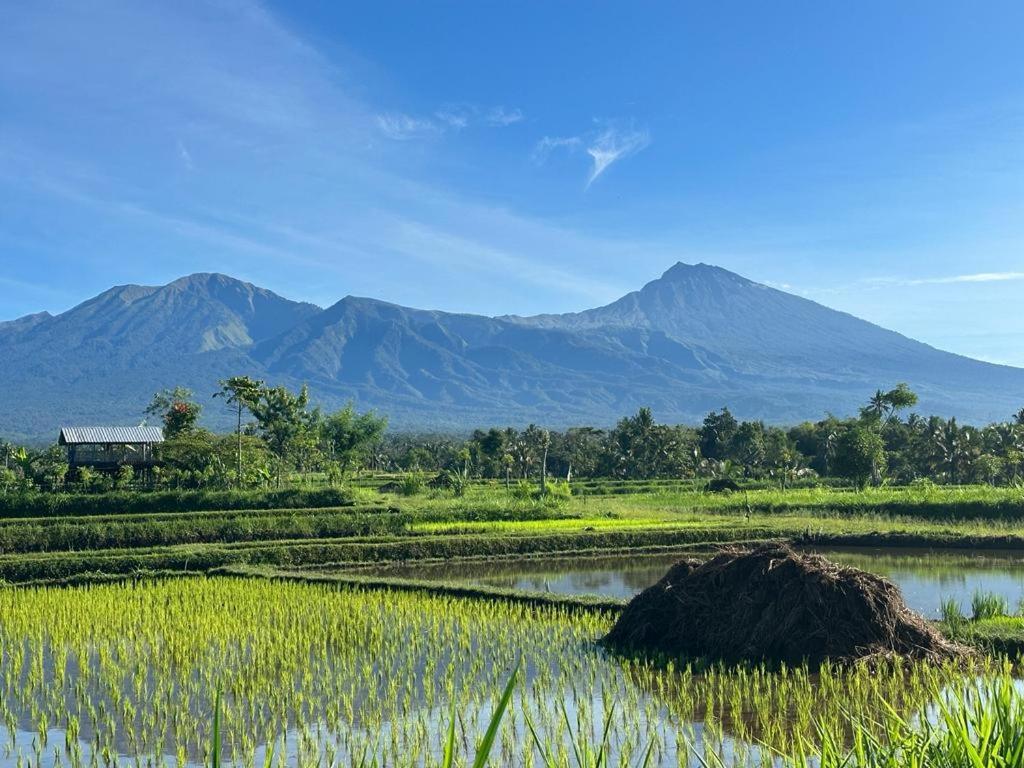 New Rinjani Homestay Tetebatu Kültér fotó