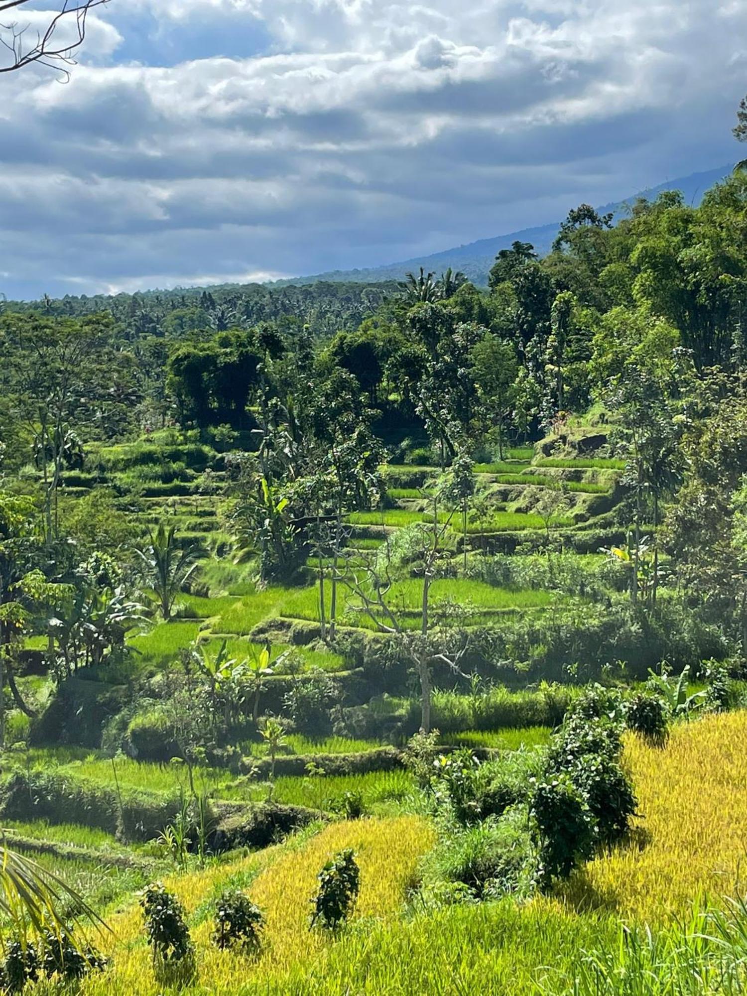 New Rinjani Homestay Tetebatu Kültér fotó