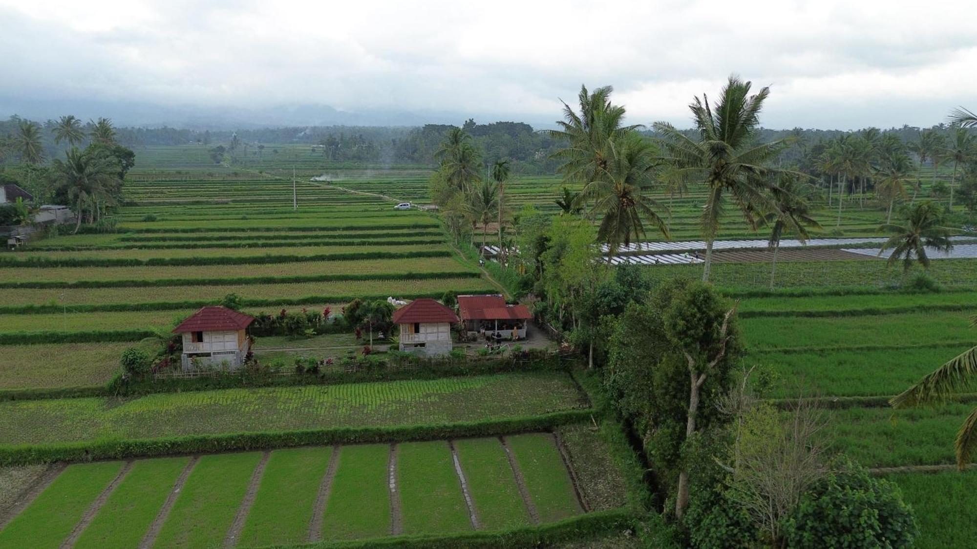 New Rinjani Homestay Tetebatu Kültér fotó